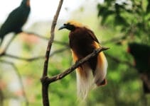 Bird-Of-Paradise Bird-Of-Paradise