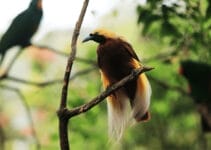 Bird-Of-Paradise