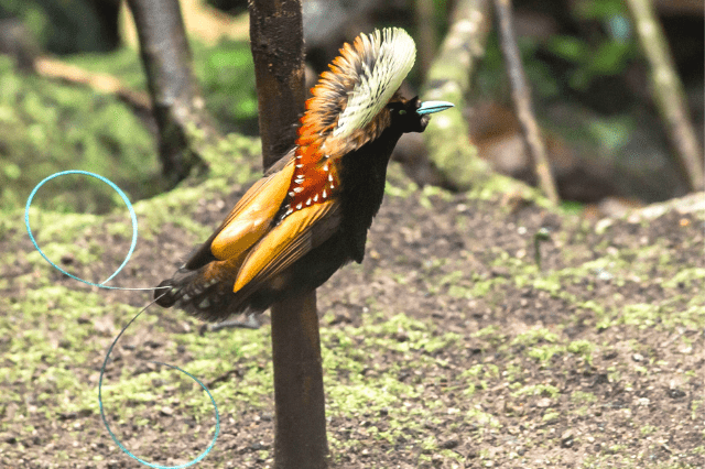 Bird-Of-Paradise