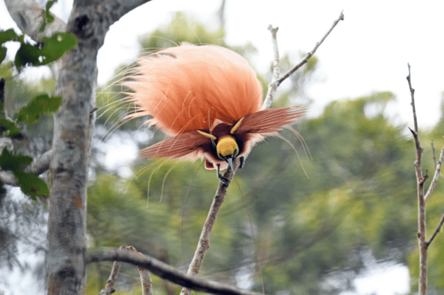 Bird-Of-Paradise