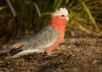 Galah Cockatoo