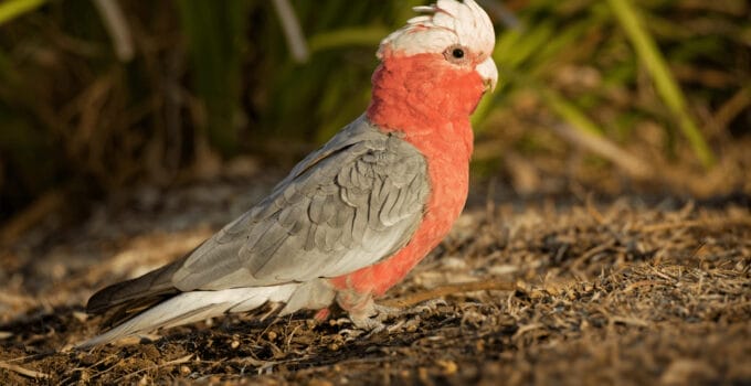 Galah Cockatoo