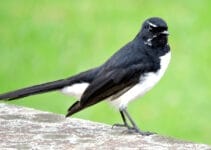 Willie Wagtail