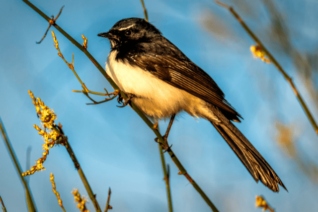 Willie Wagtail