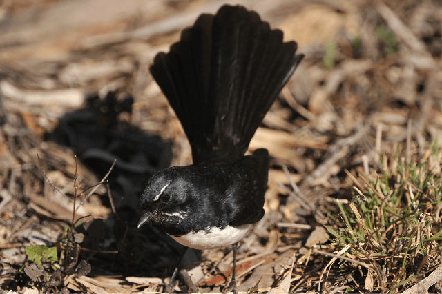 Willie Wagtail