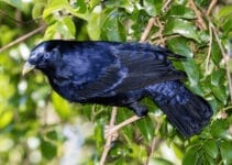 Satin Bowerbird