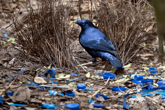 Satin bowerbirds