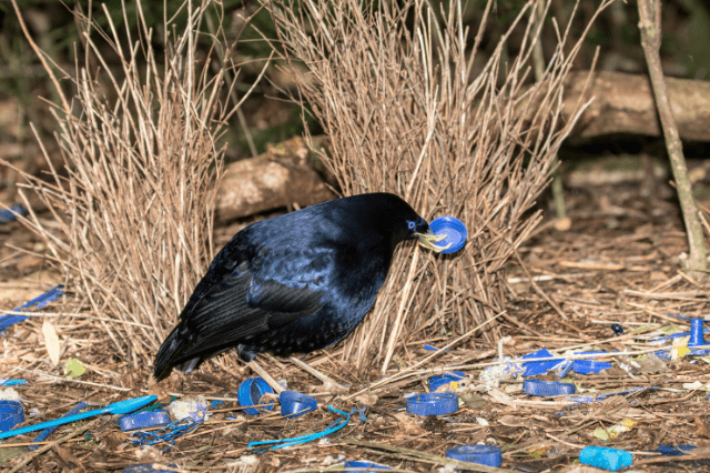 Satin bowerbirds