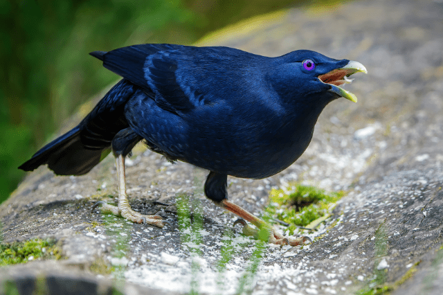 Satin bowerbirds