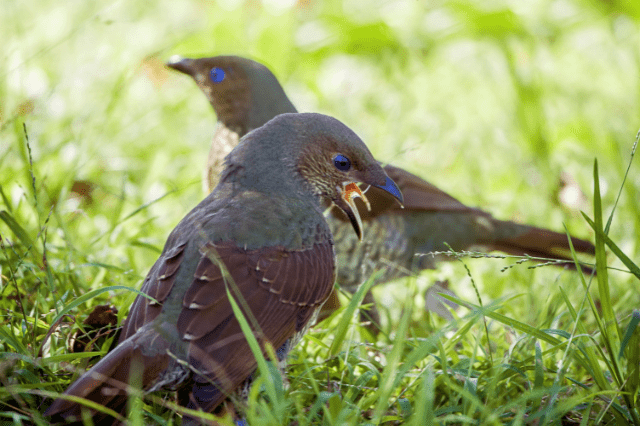 Satin bowerbird