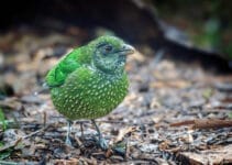 Spotted Catbird