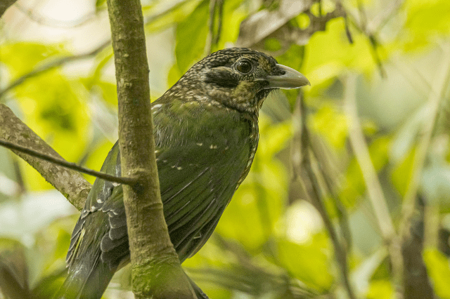 Spotted Catbird