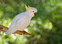 Sulphur-crested Cockatoo