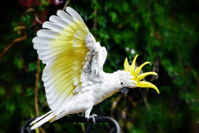 Sulphur-crested Cockatoo