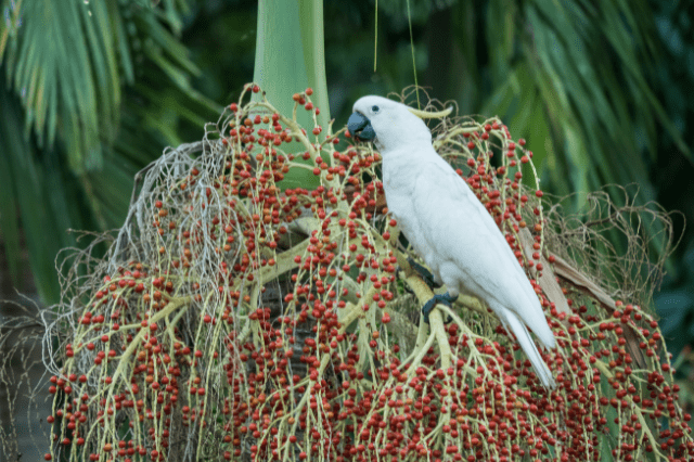 Sulphur-crested Cockatoo