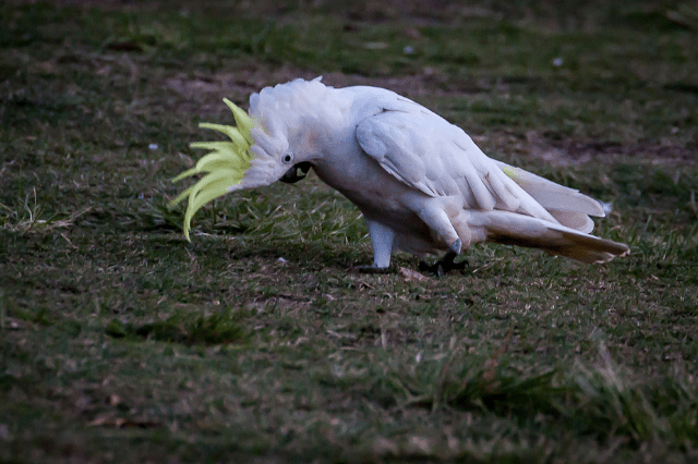 Sulphur-crested Cockatoo