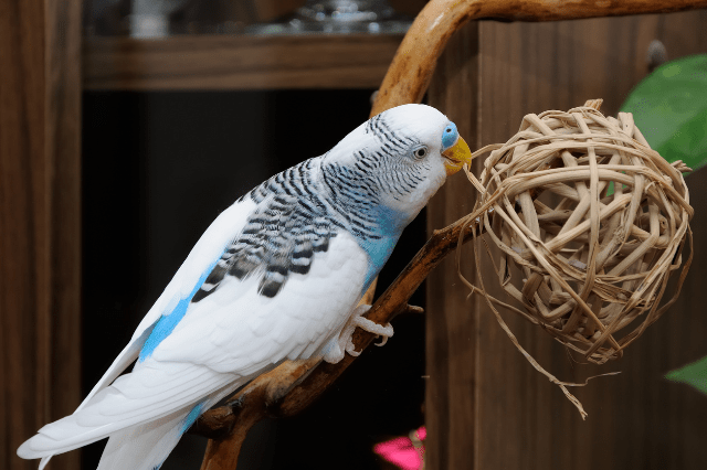 budgerigars