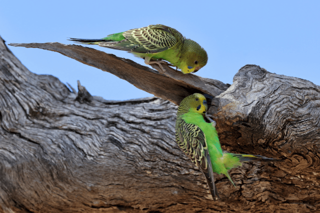 budgerigar