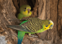 Budgerigar