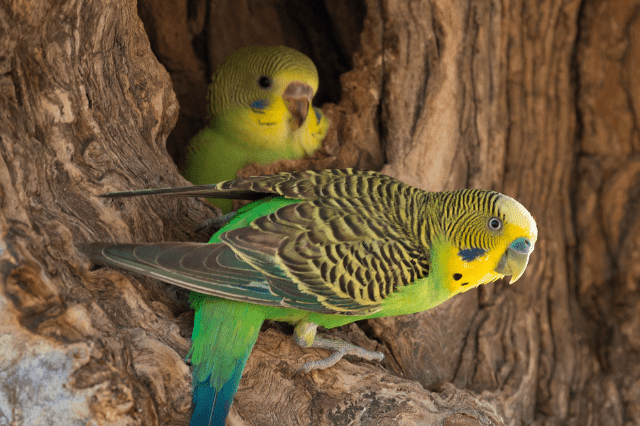 budgerigars