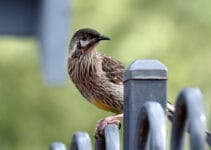 Red Wattlebird