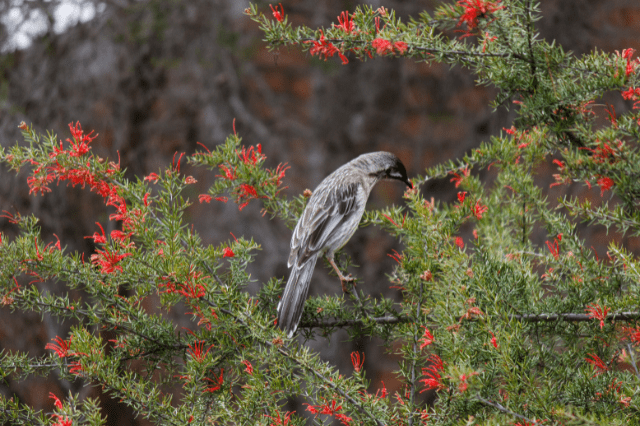  Red Wattlebird