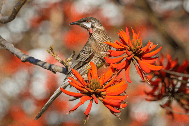 Red Wattlebird