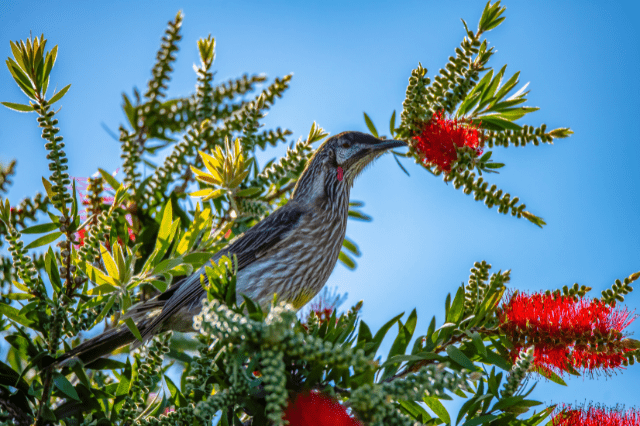 Red Wattlebird