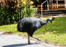 Cassowary Cassowary