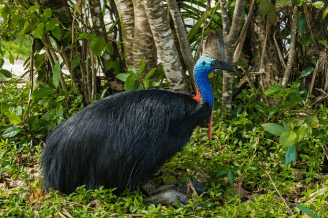 Cassowary