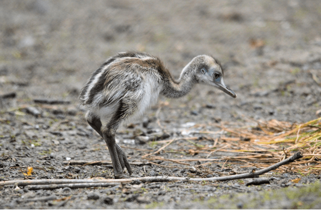 Cassowary chick