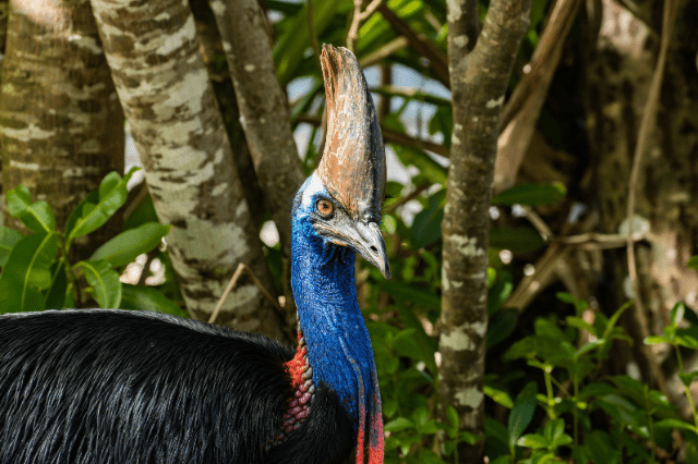 Cassowary