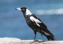 Australian Magpie