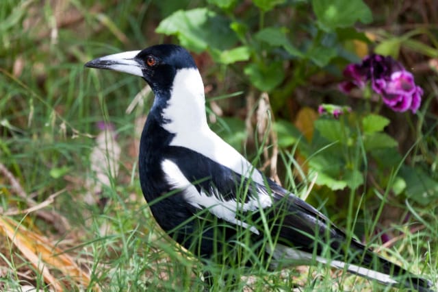 Australian Magpie