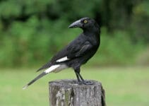 Pied Currawong