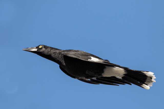 Pied Currawong