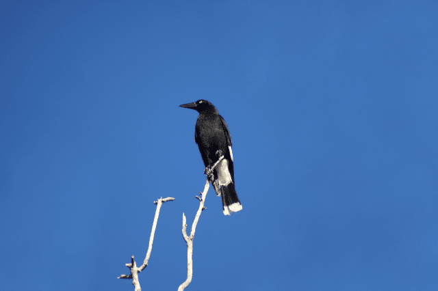 Pied Currawong