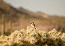 What Birds Live In The Desert