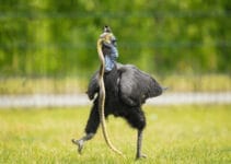 What Birds Eat Snakes What Birds Eat Snakes