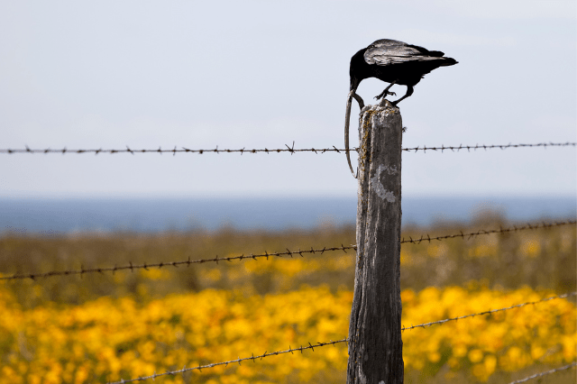 what birds eat snakes