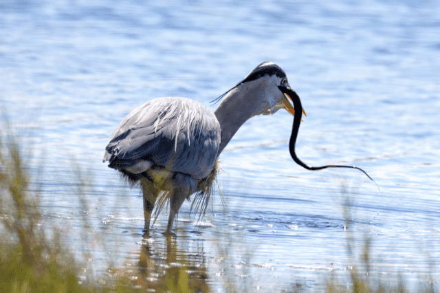 what birds eat snakes
