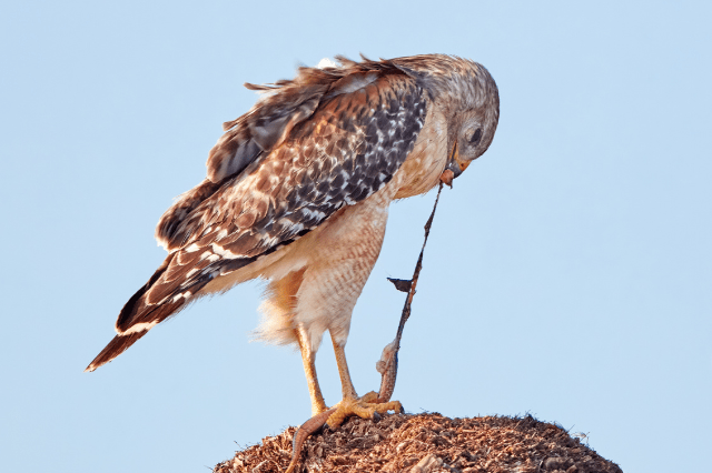 what birds eat snakes