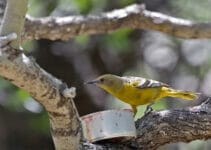 What Birds Eat Grape Jelly