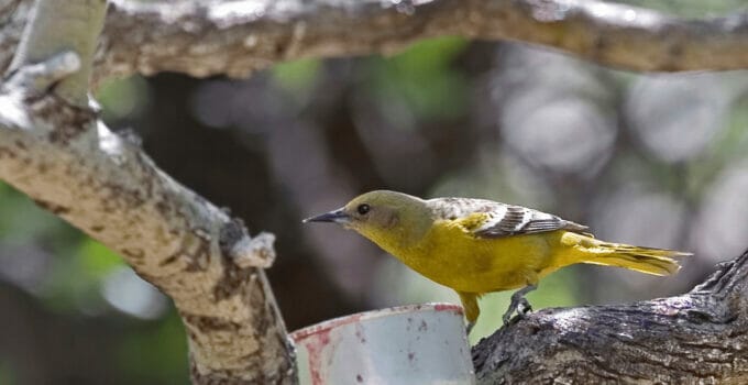 What Birds Eat Grape Jelly