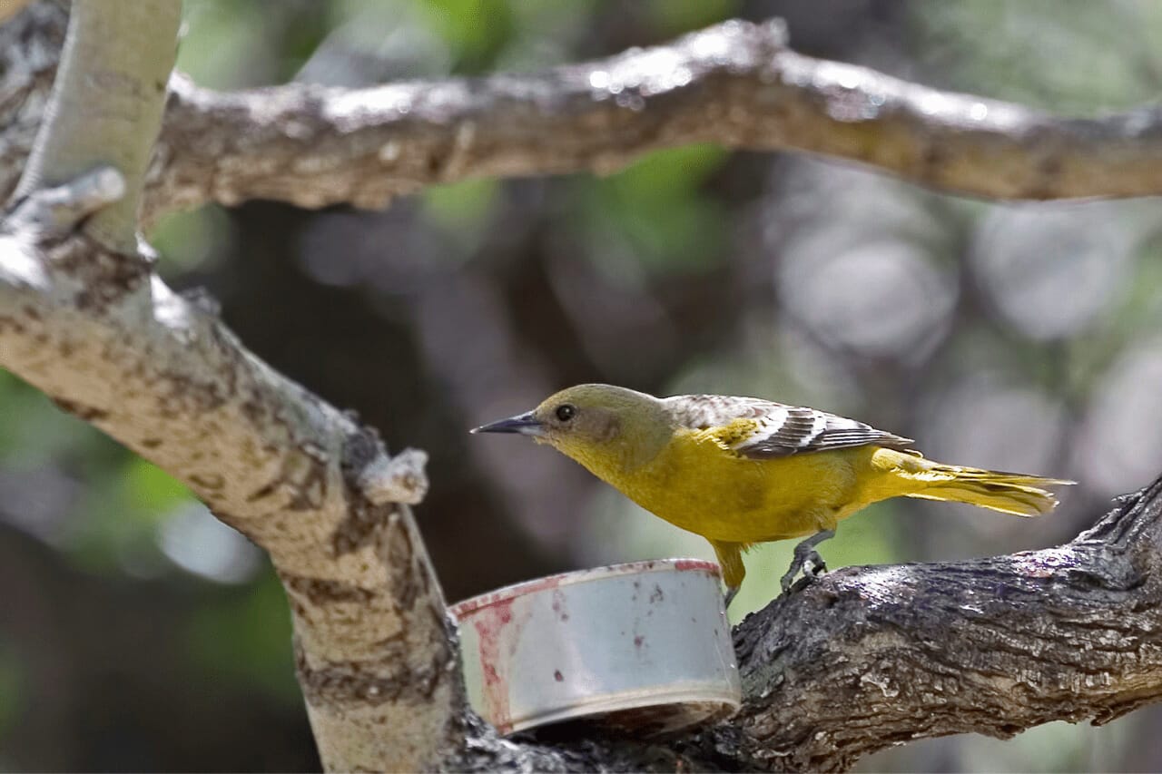 What Birds Eat Grape Jelly What Birds