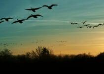 What Birds Migrate