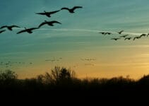 What Birds Migrate What Birds Migrate
