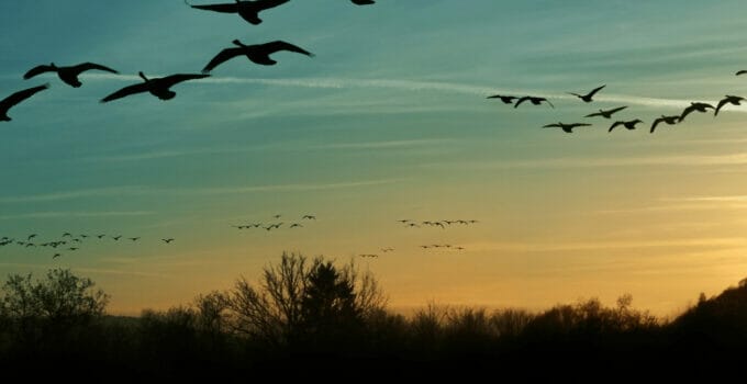 What Birds Migrate