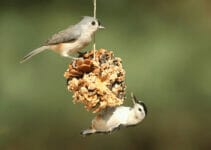 What Birds Eat Suet