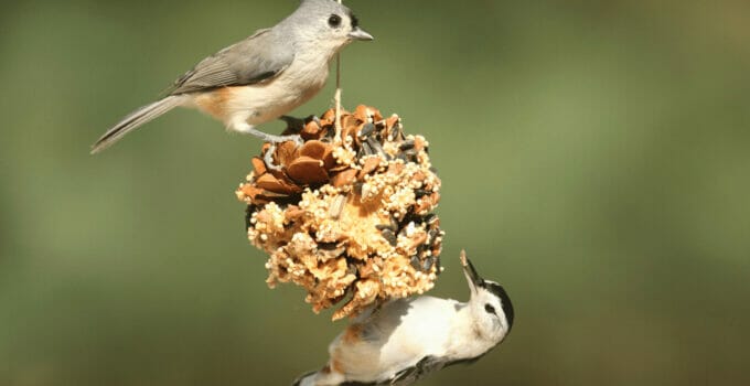 What Birds Eat Suet